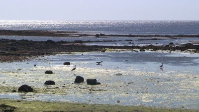 Herons wading in the pools at low tide.